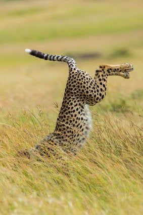 野生動物たちのおもしろ写真コンテスト 入選した写真の数々 画像集 ハフポスト Life