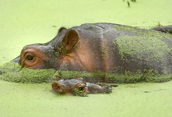 野生動物たちのおもしろ写真コンテスト 入選した写真の数々 画像集 ハフポスト Life