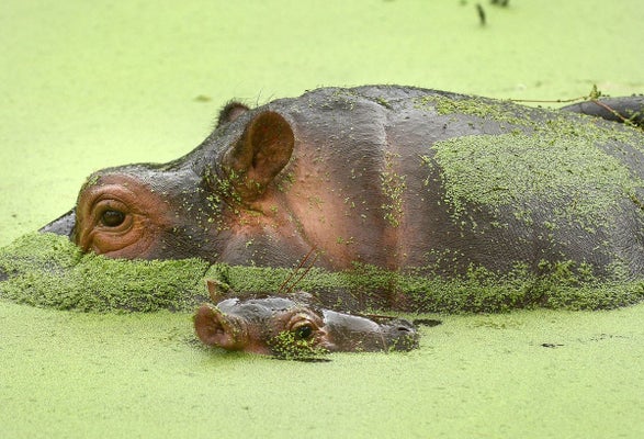 野生動物たちのおもしろ写真コンテスト 入選した写真の数々 画像集 ハフポスト Life 野生動物たちのおもしろ写真コンテスト 入選した写真の数々 画像集 ハフポスト Life