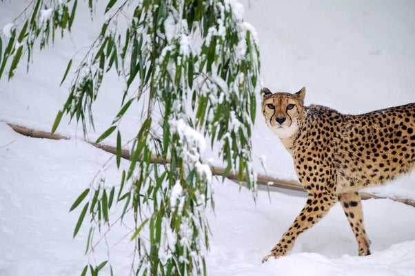 野生動物たちのおもしろ写真コンテスト 入選した写真の数々 画像集 ハフポスト Life 野生動物たちのおもしろ写真コンテスト 入選した写真の数々 画像集 ハフポスト Life
