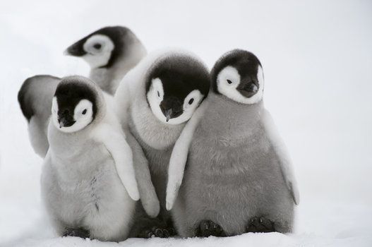 Antarctica, Weddell Sea, Snow Hill Island, Emperor Penguins