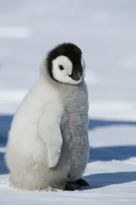 デンマークの動物園でペンギンが集団脱走を試みる 動画 ハフポスト News