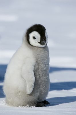 赤ちゃんペンギンは みんなで仲良く散歩する モフモフ画像集 ハフポスト News