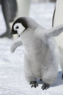 デンマークの動物園でペンギンが集団脱走を試みる 動画 ハフポスト News