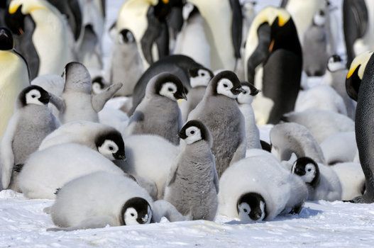 赤ちゃんペンギンは みんなで仲良く散歩する モフモフ画像集 ハフポスト News