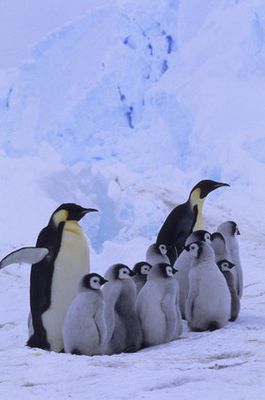 デンマークの動物園でペンギンが集団脱走を試みる 動画 ハフポスト News