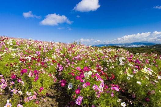 Cosmos Flower