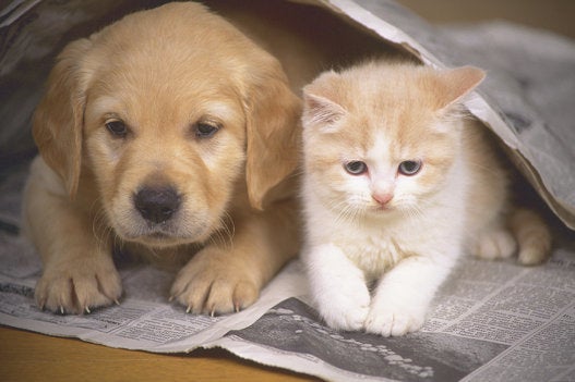 猫と犬 本当は仲良しなんです 画像 ハフポスト Life