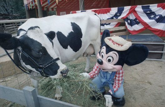Disneyland Cow