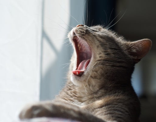 眠くてたまらない猫の大あくびに癒される 画像集 ハフポスト Life 眠くてたまらない猫の大あくびに癒される 画像集 ハフポスト Life
