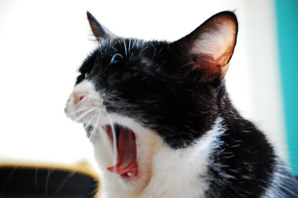 眠くてたまらない猫の大あくびに癒される 画像集 ハフポスト Life 眠くてたまらない猫の大あくびに癒される 画像集 ハフポスト Life