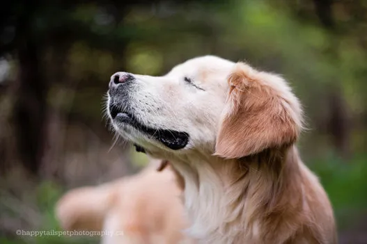 自分を傷つけるのはやめて アスペルガーの飼い主をいたわる犬 サムソンの姿 動画 ハフポスト News