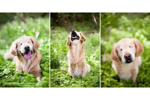 自分を傷つけるのはやめて アスペルガーの飼い主をいたわる犬 サムソンの姿 動画 ハフポスト News