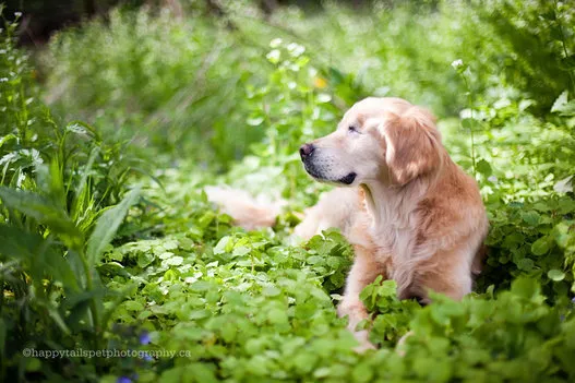 自分を傷つけるのはやめて アスペルガーの飼い主をいたわる犬 サムソンの姿 動画 ハフポスト News