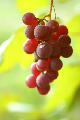 cvsのカウンター勃起不全の丸薬の上