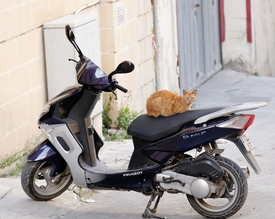 Feral cat in Triq il-Batterija Valletta