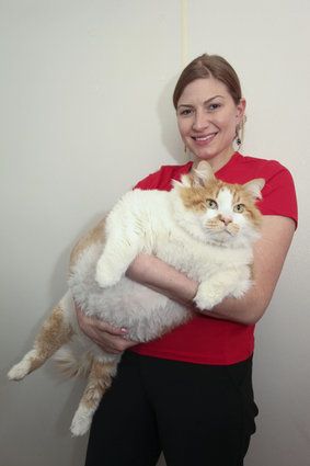 Could This Be The World's New Fattest Cat?