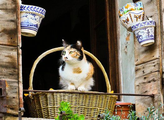 ヴェネツィアの猫