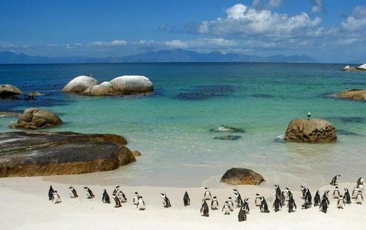 ボルダーズビーチのペンギンたち