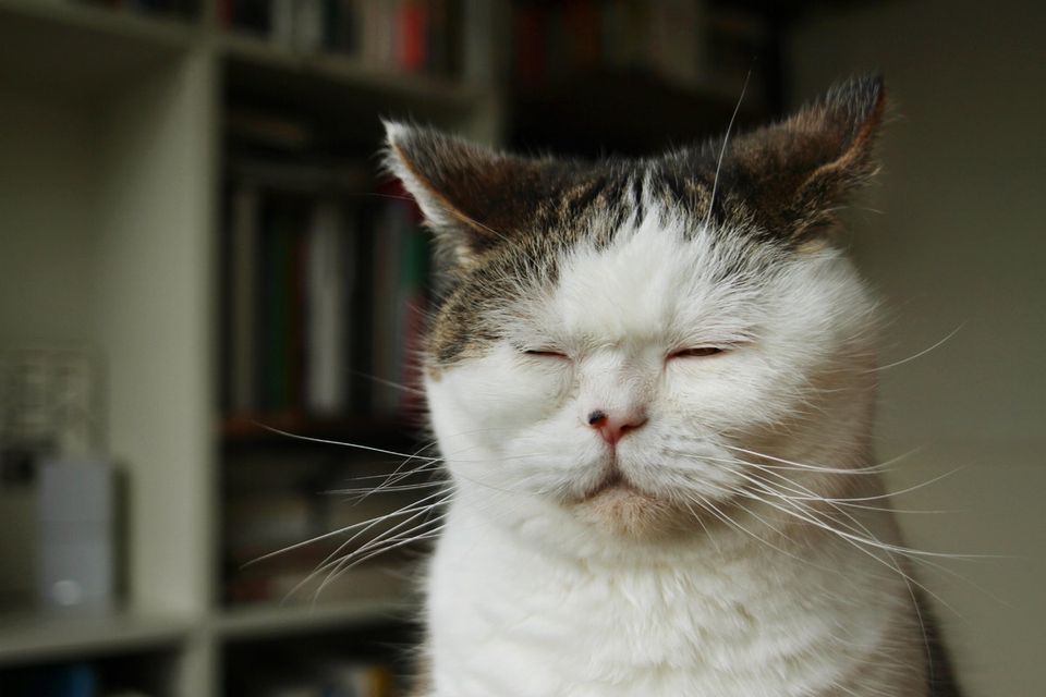 まこ という名の不思議顔の猫 見ているだけで癒される 画像 ハフポスト Life