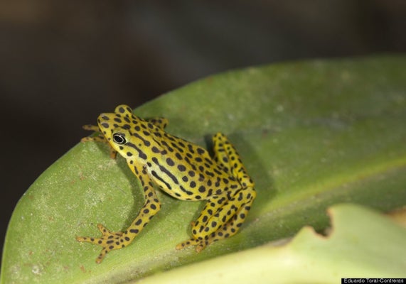 ホッキョクグマ一家 100マイルを泳ぐ 生きるため 新たな地へ 動画 ハフポスト News