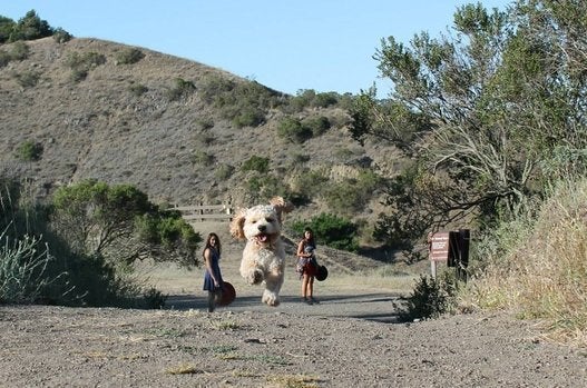 進撃の巨犬 が人間を襲う うなるしかない写真の数々 画像 ハフポスト Life