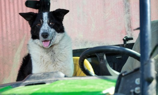 犬が運転したトラクター 幹線道路で渋滞を引き起こす ハフポスト Life