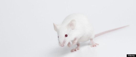 Fuels Cancer In Animal Studies