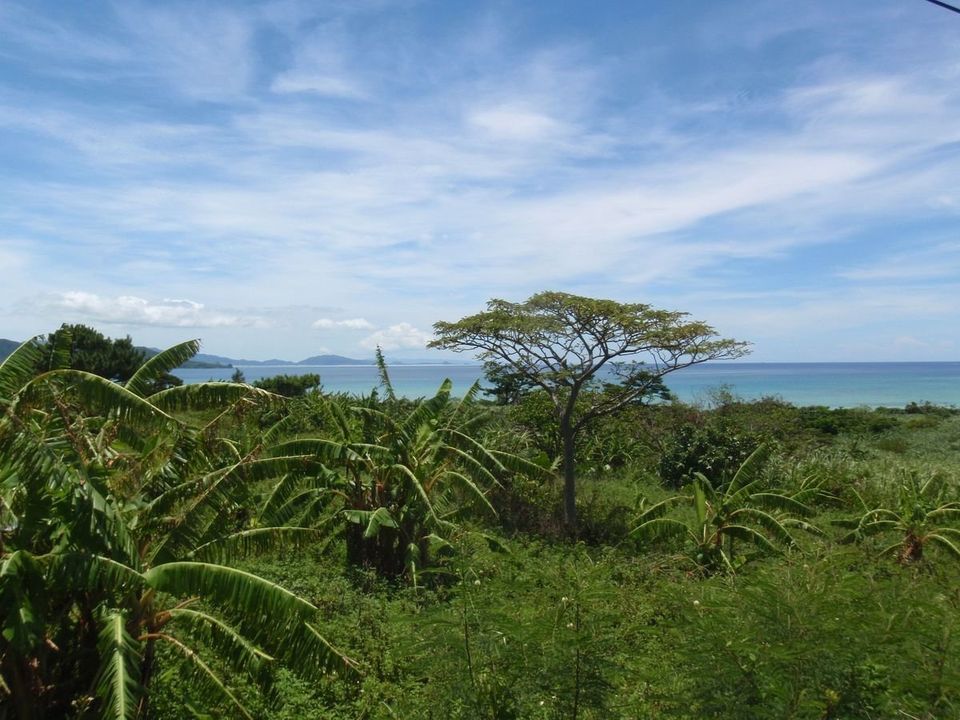 Ishigaki Island Vegetation