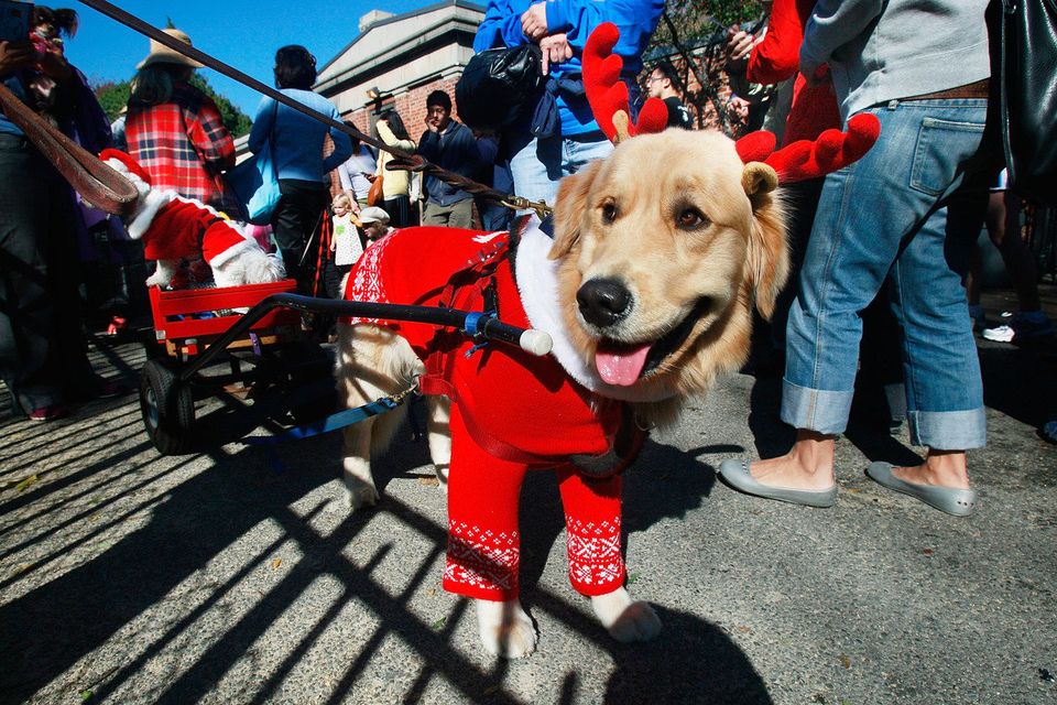 Pooches Parade Their Halloween Costumes In Annual NYC Dog Parade