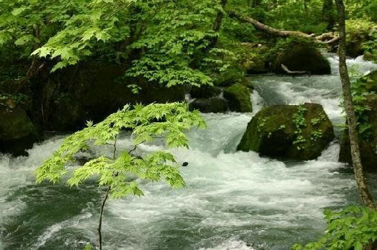 青森県1位 奥入瀬渓流