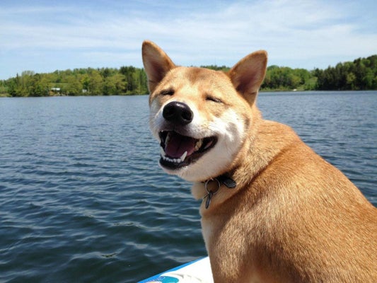 悲しさがじわじわ伝わってくる犬たちの画像集 ハフポスト Life 悲しさがじわじわ伝わってくる犬たちの画像集 ハフポスト Life