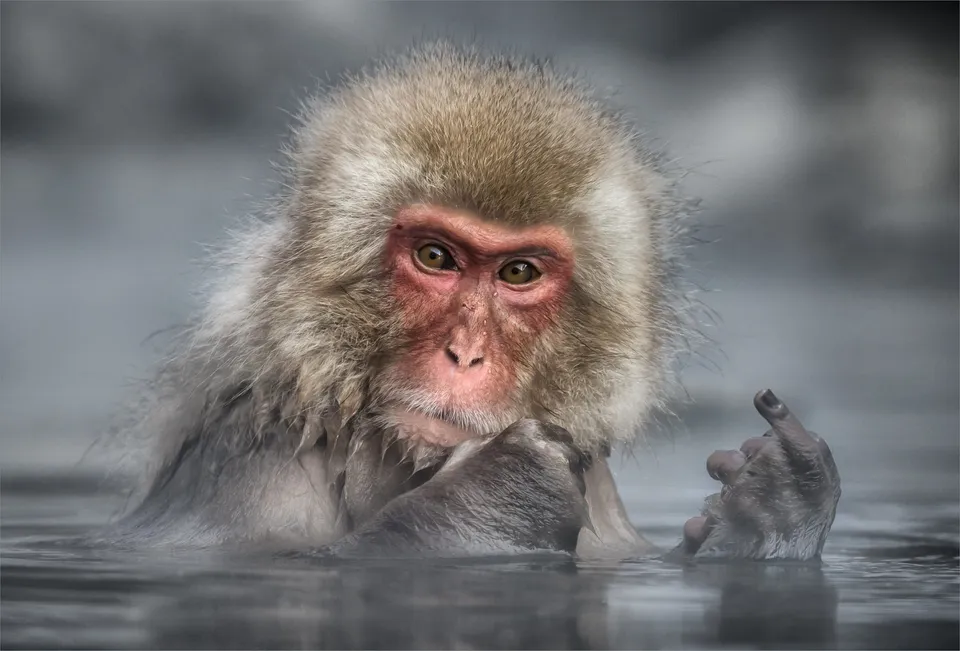 猿がヤンキー化するとこうなる 動物写真コンテスト が二度見するしかない面白さ ハフポスト Life