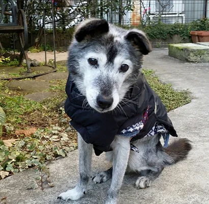 寝たきりになり 鳴き叫ぶ老犬 一緒に乗り越えていく日々 ハフポスト Life