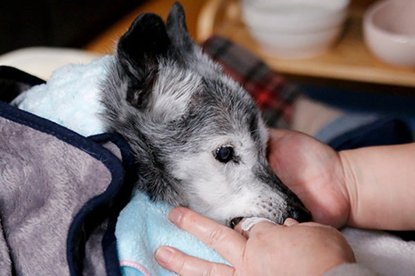 寝たきりになり 鳴き叫ぶ老犬 一緒に乗り越えていく日々 ハフポスト Life