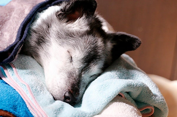 寝たきりになり 鳴き叫ぶ老犬 一緒に乗り越えていく日々 ハフポスト Life