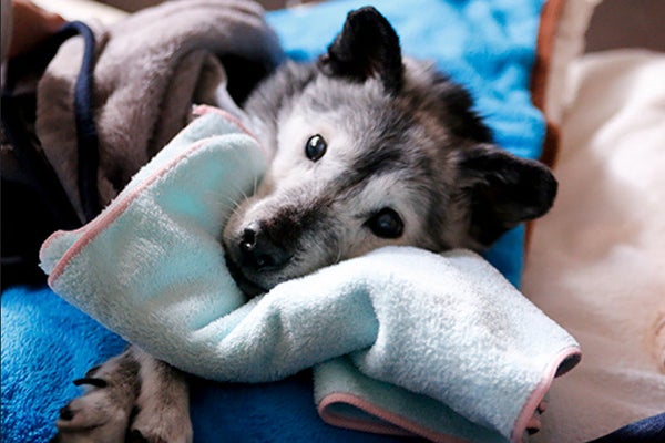 Pictjpsipeltcv 最も人気のある 寝たきり 犬 ロム その後 寝たきり 犬 ロム その後