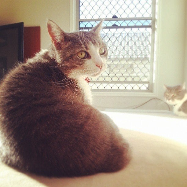 Semmi is #sun bathing in the #lazy #weekend #afternoon. (#gray #white #cat #sofa #dining #warm #kitten #cute)