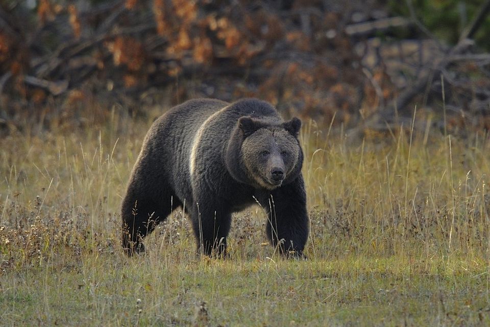 Grizzly Bear in Yellowstone National Park