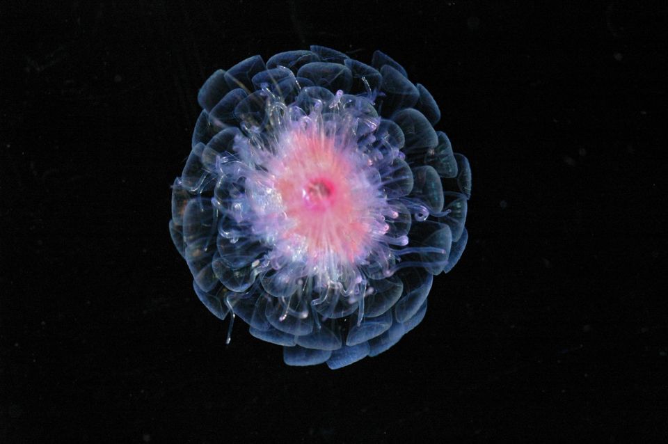 Carnivorous Jellyfish (Athorybia rosacea)
