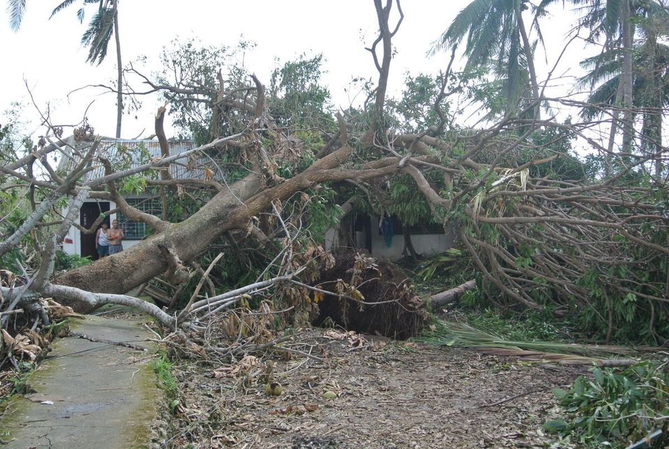 家屋に倒壊した樹木と、その住民