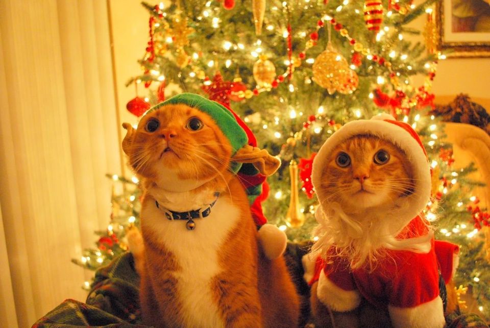 サンタクロースだ ネコも叫ぶ ペットたちのクリスマス 画像 ハフポスト News