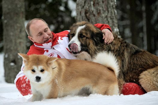 Russia's president Vladimir Putin taking his dogs, Bulgarian shepherd Buffy (L) and akita Yume, for a walk in a snowy forest outside Moscow