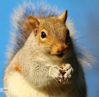 腹筋が割れているリスに 人類はひれ伏すしかないのか 画像 ハフポスト News