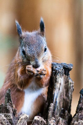 腹筋が割れているリスに 人類はひれ伏すしかないのか 画像 ハフポスト News