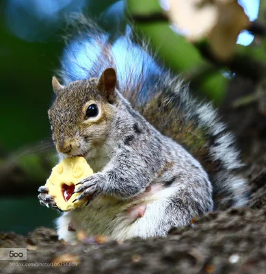 腹筋が割れているリスに 人類はひれ伏すしかないのか 画像 ハフポスト News