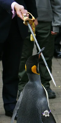 ペンギンの准将 ニルス オーラヴ卿 がノルウェー軍を閲兵する凛々しい姿 画像 ハフポスト News