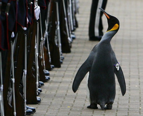 ペンギンの准将 ニルス オーラヴ卿 がノルウェー軍を閲兵する凛々しい姿 画像 ハフポスト News