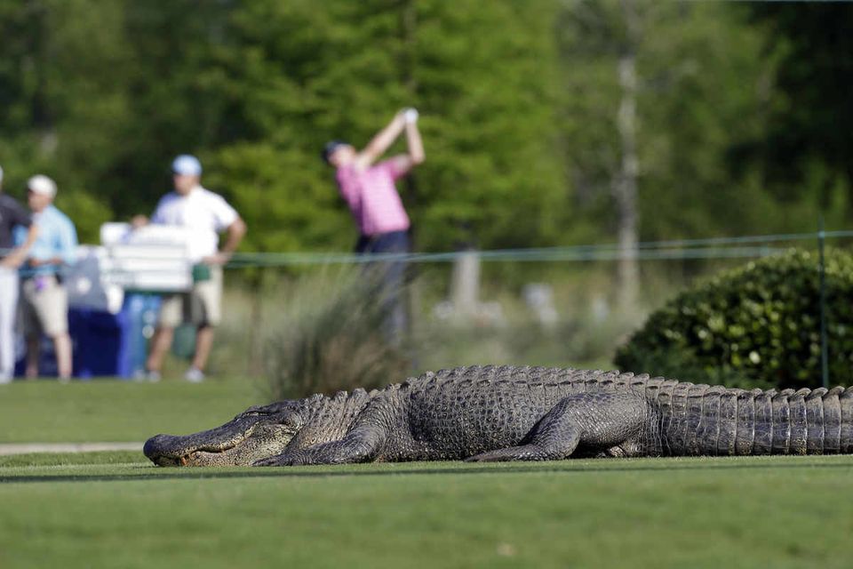 Alligator At The PGA Zurich Classic Golf Tournament