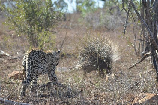 Leopard Vs Porcupine At Kruger National Park